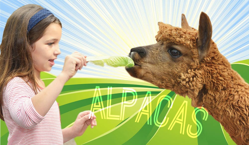 girl meets a real alpaca at green meadows farm brooklyn ny